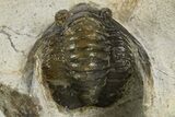 Bargain, Diademaproetus Trilobite - Ofaten, Morocco #341326-1